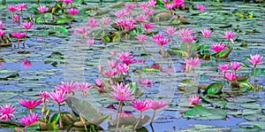 Lakeside Water Lily blooming
