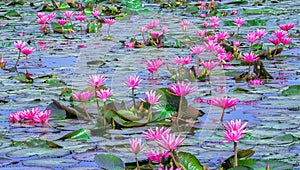 Lakeside water lily blooming season