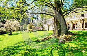 Lakewood gardens. large old tree with twisting roots photo