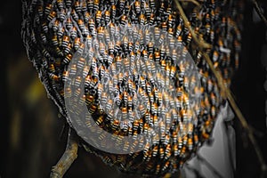 Lakhs of honey bees on their home