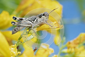Lakin Grasshopper Feeding on Flowering Esperanza photo