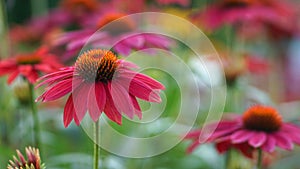 Lakota Coneflowers in Bloom