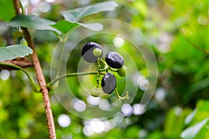 Lakum fruit (Cayratia trifolia)