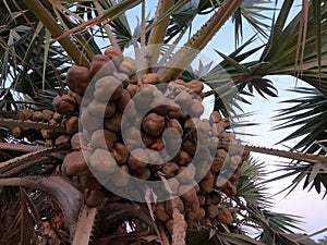 The Lala palm - Hyphaene ; A colorful fruits, round flat, hard shell with seed inside. bunch together on strong and long terminal