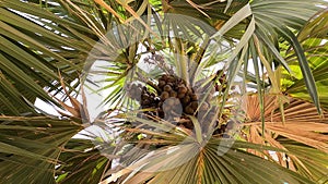 The Lala palm - Hyphaene ; A colorful fruits, round flat, hard shell with seed inside. bunch together on strong and long terminal 
