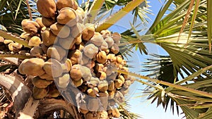 The Lala palm - Hyphaene ; A colorful fruits, round flat, hard shell with seed inside. bunch together on strong and long terminal 