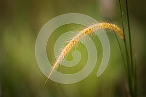 Lalang grass with bokeh background