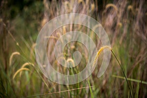 Lalang Grasses with bokeh background