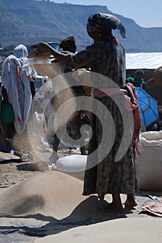 Lalibela, Wollo, Ethiopia, circa February 2007: Woman threshing teff