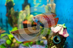 Lalius and pearl gourami in a home aquarium