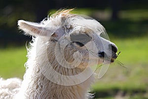 Lama alpacas