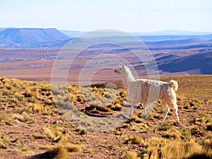 Lama on the altiplano photo