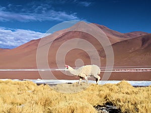 Lama on the altiplano photo