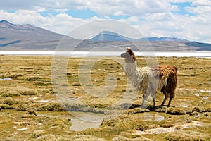 Lama at altiplano