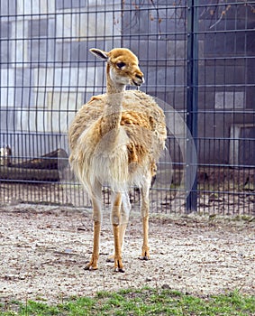 Lama animal alpaca ruminant Artiodactyla eyelash photo