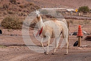 Lama animal desert Atacama Chile