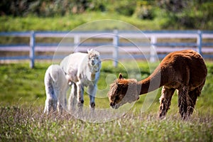 Lama animal in a group