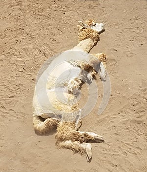 Lama bathing in dust in Peru