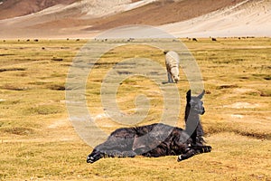 Lama in a beautiful South American altiplano landscape