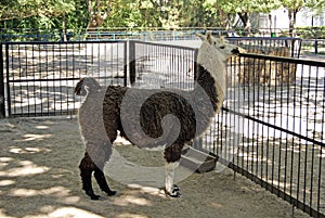 Lama in a cage. Biosphere reserve Askania-Nova