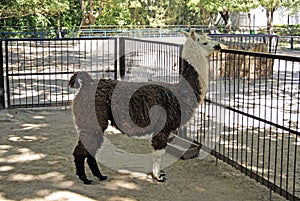 Lama in a cage. Biosphere reserve Askania-Nova photo