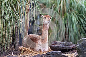 lama is chewing the cud with all his crooked teeth