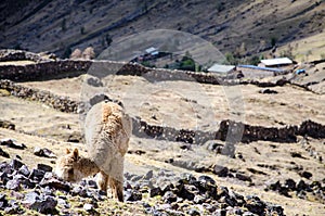 A Lama close to a small village on Lares Trek, Peru photo