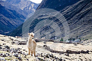 A Lama close to a small village on Lares Trek, Peru photo