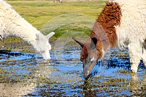 Lama eating in the marsh land of Bolivia