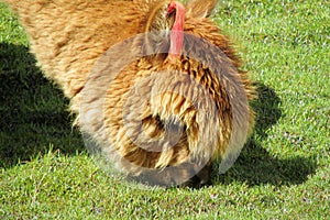 Lama eats green grass