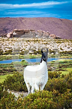 Lama in Eduardo Avaroa National Park , Bolivia photo