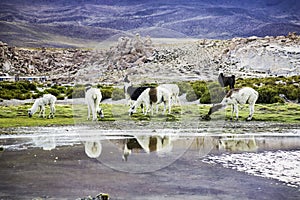 Lama in Eduardo Avaroa National Park, Bolivia photo