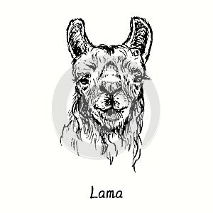 Lama face front view. Ink black and white doodle drawing in woodcut  style.