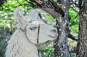 Lama, Fitz Roy, El Chalten, Argentina