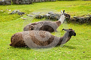 Lama in front of Machu Picchu, Cusco Region Peru