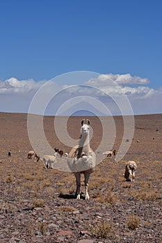 Lama in front of Volcano in Atacama Desert Chile South America