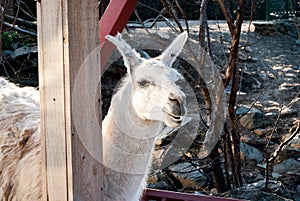 Lama genus