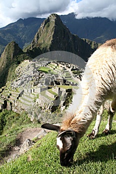Lama Grazing Above Machu Picchu