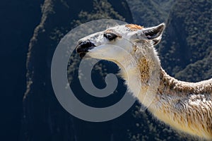 Lama grazing at former agricultural terraces of Machu Picchu ruins