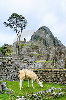 Lama grazing at Machu Picchu- Incas ruins in Andes,Cuzco region