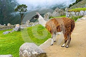 Lama grazing at Machu Picchu- Incas ruins in Andes,Cuzco region