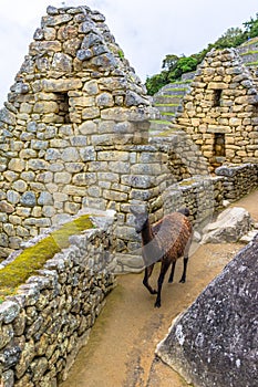 Lama grazing at Machu Picchu- Incas ruins in Andes,Cuzco region