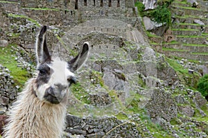 A Lama grazing in a terrace with Machu Picchu and surrounding mountains in the background.