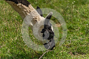 Lama on green grass in hot sunny summer day in Slovakia