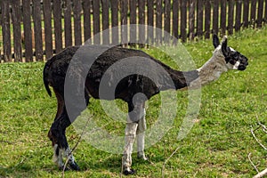 Lama on green grass in hot sunny summer day in Slovakia