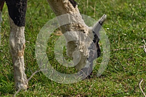 Lama on green grass in hot sunny summer day in Slovakia