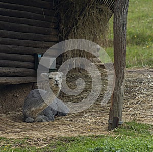 Lama on green grass in hot sunny summer day in Slovakia