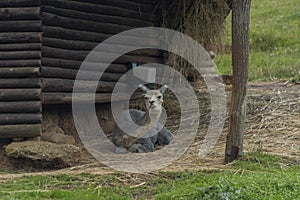 Lama on green grass in hot sunny summer day in Slovakia