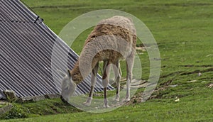 Lama na zelené trávě v horkém slunečném letním dni na Slovensku