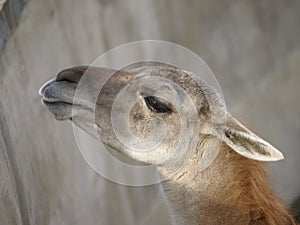 Lama Guanaco